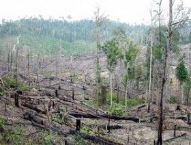 Negerinya Kaya Raya, tapi Anggaran untuk Pengamanan Hutan di Kabupaten Siak Cuma Rp 100 Juta per Tahun