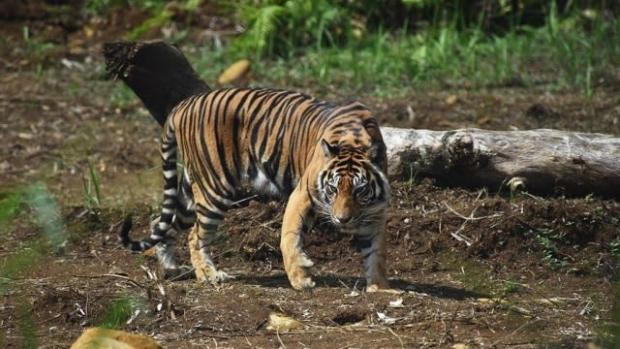 Harimau Muncul di Dekat Pondok Warga Desa Tasik Tebingserai Bengkalis