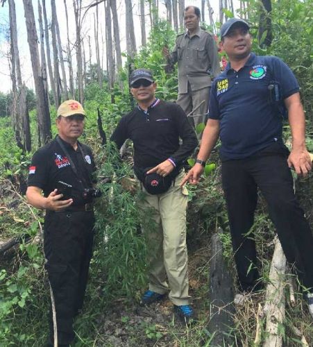 Buru Orang Mencurigakan, Eh Polisi Malah Temukan Ladang Ganja di Lahan Kosong Kota Pekanbaru