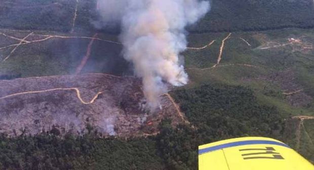 TNI Buru Bos 5 Perusahaan Terduga Pembakar Taman Nasional Tesso Nilo