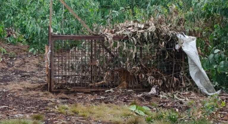 <b>Harimau Sumatera di Teluk Meranti Akhirnya Tertangkap, Diduga Menyerang Pekerja Kebun</b>