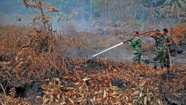 Tiap Tahun Hutan Dibakar, Greenpeace: Modusnya Sudah Jelas, Adili dan Langsung Saja Cabut Izinnya!