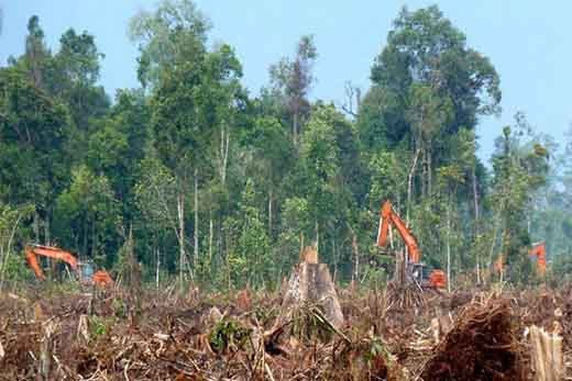 Denpom I/3 Pekanbaru Siapkan Sanksi untuk Oknum TNI yang Diduga Jadi Beking Pembalakan Cagar Biosfer Bengkalis dan Hutan Lindung di Pelalawan