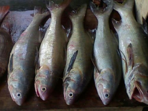 Tak Ada Pasar, Nelayan Meranti Terpaksa Jual Ikan ke Tanjungbalai Karimun