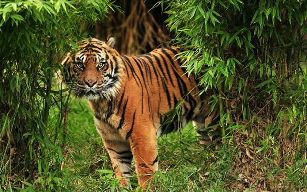 Tragis! Disaksikan Istri, Petani Kopi Tewas Diterkam Harimau di Kawasan Hutan Lindung