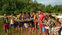 heboh-warga-kampar-temukan-seekor-ular-piton-raksasa-sepanjang-10-meter