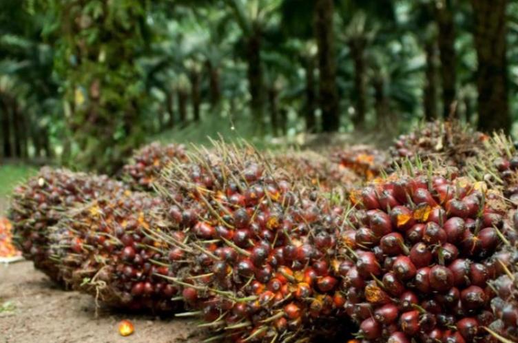 <b>Periode Sepekan ke Depan, Harga TBS Kelapa Sawit Mitra Plasma di Riau Anjlok</b>