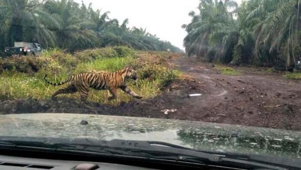 Sudah 2 Bulan Siswa SD di Desa Tanjungsimpangkanan Inhil Diliburkan lantaran Harimau ”Bonita” Masih Berkeliaran