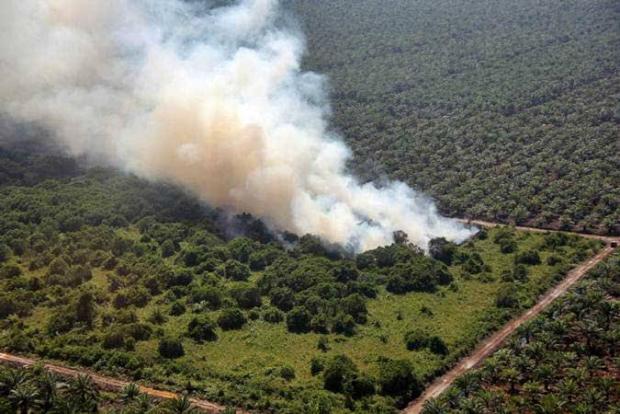 Aktivis LSM Ini Sebut 17 Perusahaan Sawit Penyebab Kebakaran Hutan di Riau, Angka Pemulihan Rp2,9 Triliun