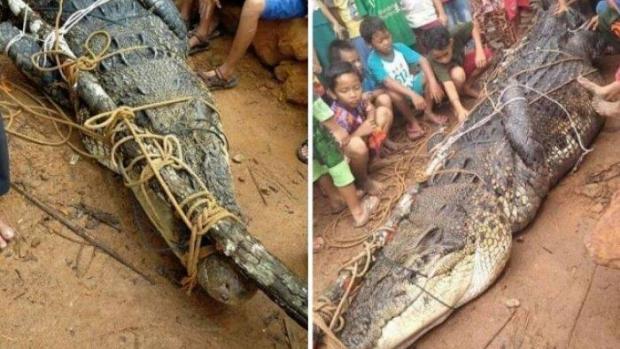 Dadang Selamat dari Santapan Buaya setelah Mencongkel Mata sang Reptil Ganas, tapi Kawannya Tewas Mengenaskan