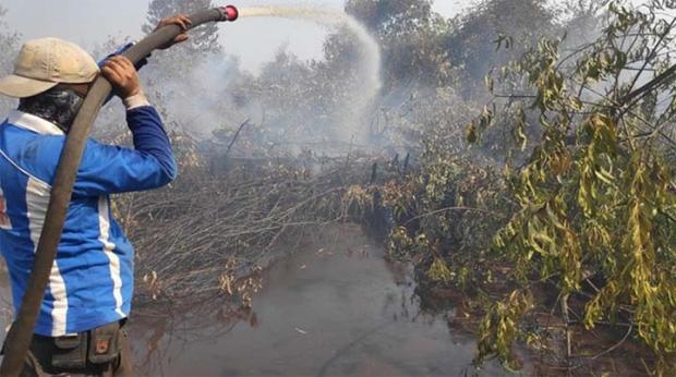 Diduga Ada Mafia Lahan di Balik Kebakaran Hutan Taman Nasional Tesso Nilo