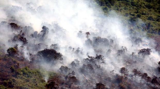 Data BNPB: 40 Ribu Hektar Lahan Gambut di Riau Terbakar