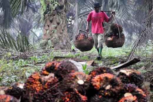 Negara-negara Uni Eropa Anggap Kualitas Sawit di Riau Buruk karena Sering Terjadi Kebakaran Hutan dan Lahan