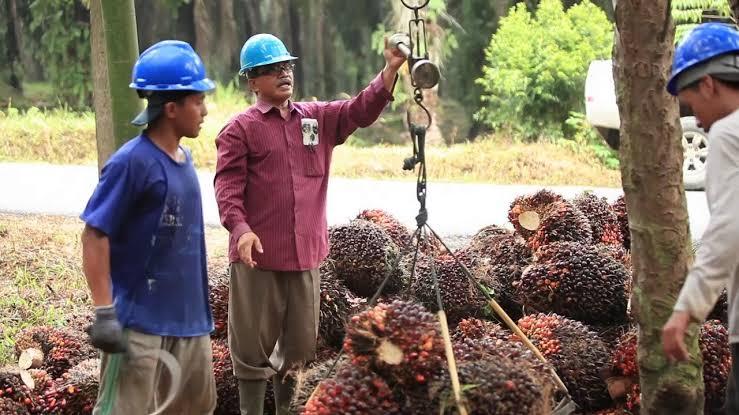 <b>Selama Sepekan ke Depan, Harga TBS Kelapa Sawit Mitra Swadaya di Riau Naik Tipis</b>