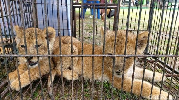 Diselundupkan Lewat ”Pelabuhan Tikus” Dumai, Polda Riau Tangkap Pelaku Perdagangan Anak Singa-Leopard