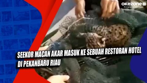 Seekor Macan Akar Tiba-Tiba Masuk ke Restoran Hotel Berbintang di Pekanbaru