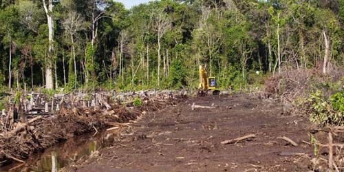33 Perusahaan Dilaporkan ke Polda Riau atas Dugaan ”Menyulap” Hutan Jadi Kebun Sawit