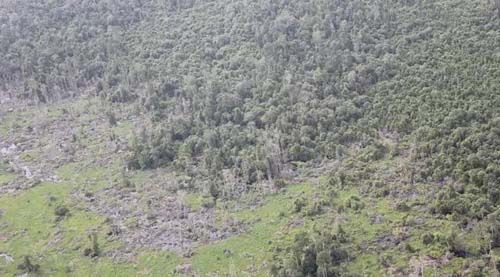 Pohon-Pohon Hutan Kerumutan Kabupaten Pelalawan Bertumbangan di Tangan Pembalak Liar