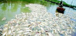 PT Langgak Inti Lestari di Rohul Diduga ”Biang” Matinya Ikan-ikan di Sungai Tapung