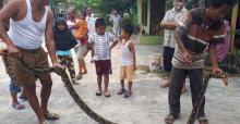 ular-piton-37-meter-masuk-kandang-ayam-warga-di-perum-griya-cemara-asri-pekanbaru