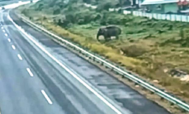 Seekor Gajah Jantan Terpantau Nekat Seberangi Tol Pekanbaru-Dumai, Ini Penyebabnya Menurut BBKSDA