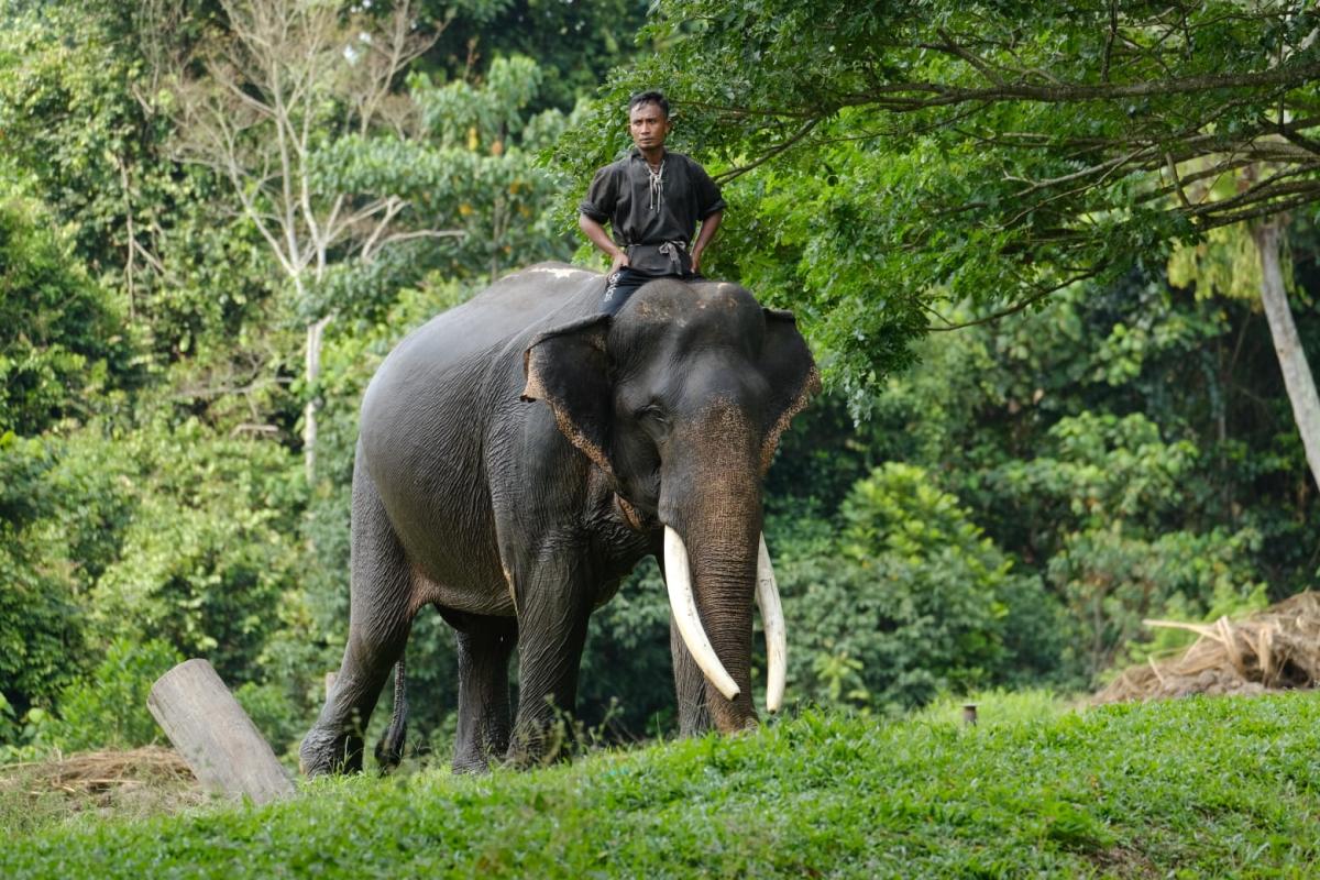 Jaga Populasi, PHR-RSF Bantu BBKSDA Cegah Potensi Interaksi Negatif Gajah Dengan Manusia
