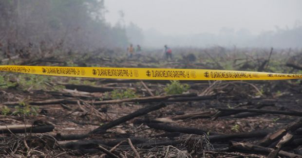 50 Hektar Kebun Sagu Milik Warga Kepulauan Meranti Terbakar
