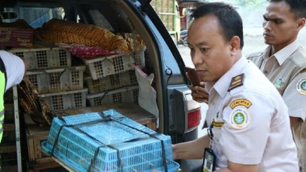 Menuju Jawa Tengah, Balai Karantina Cilegon Gagalkan Penyelundupan 570 Ekor Burung Asal Siak