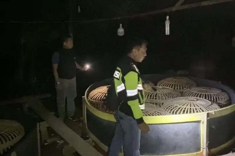 Arena Sabung Ayam di Wilayah Bencahkelubi Pekanbaru Digerebek Polisi