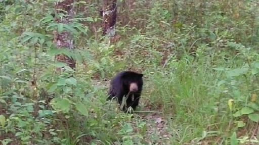 Usai Duel Lawan 2 Ekor Beruang Liar, Gaek Asal Rohul Ini Dilarikan ke Rumah Sakit