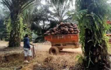 bperiode-sepekan-ke-depan-harga-tbs-kelapa-sawit-mitra-swadaya-di-riau-turunb