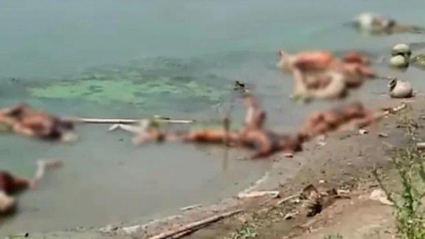 Astaga, Jenazah Pasien Corona Dibiarkan Saja Membusuk di Pinggir Sungai Gangga, Jadi Santapan Anjing dan Burung