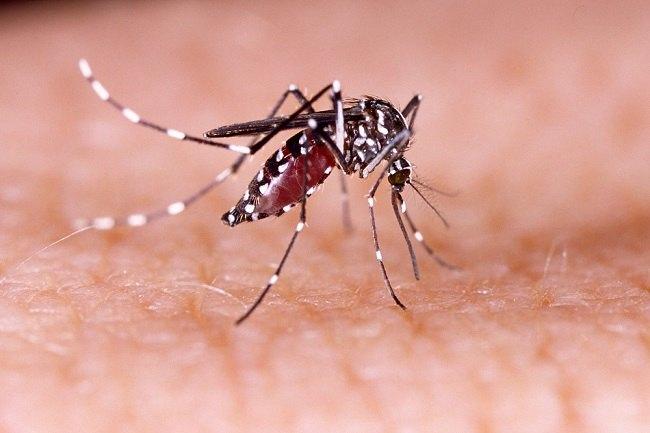 <b>17 Orang Meninggal di Riau karena DBD sejak Awal 2025</b>