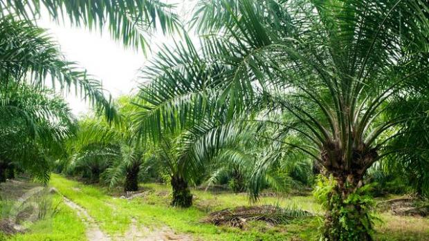 Lewat Pergub, Gubernur Berikan Perlindungan kepada Petani Sawit di Riau