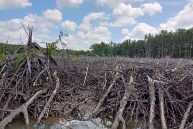 bterduga-perambah-mangrove-telukpiyai-rokan-hilir-ditangkapb