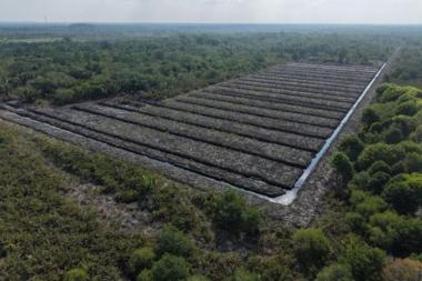 bhampir-100-hektare-hutan-mangrove-di-rokan-hilir-rusak-diduga-akan-dijadikan-perkebunanb