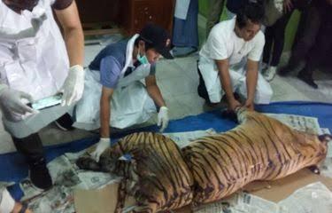 Gara-gara Bangkai Harimau, Warga Pasaman Cekcok dengan Petugas BKSDA, Warga Ingin Bangkainya Dikuburkan Dekat Rumah Tokoh Masyarakat