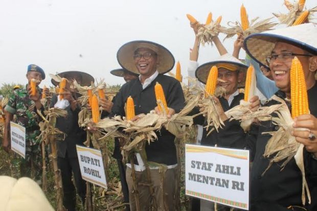 Salut dengan Kegigihan Petani Jagung di Rohil, Menteri Pertanian Beri Lagi Peluang Bantuan