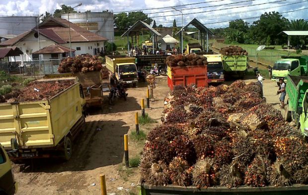Tak Punya Kebun Sendiri, DPRD Riau Rekomendasikan Penutupan 86 Pabrik Kelapa Sawit