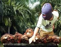 Kisah Solihin, Bos Ninja Sawit Penjarah Kebun Milik Gulat Manurung yang Dikelola Koperasi Sokojati Pangean di Kuantan Singingi