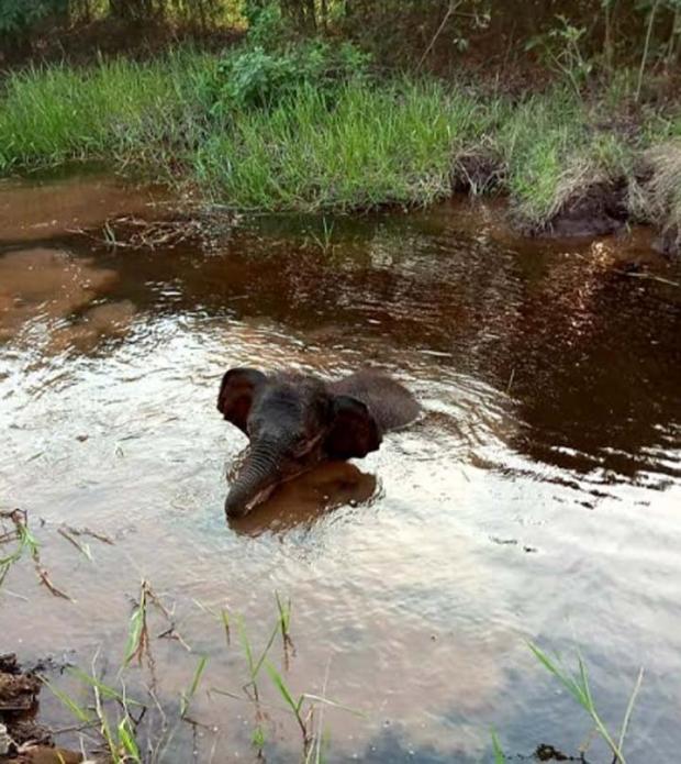 Seekor Anak Gajah Terkena Jerat di Sungaimandau Siak