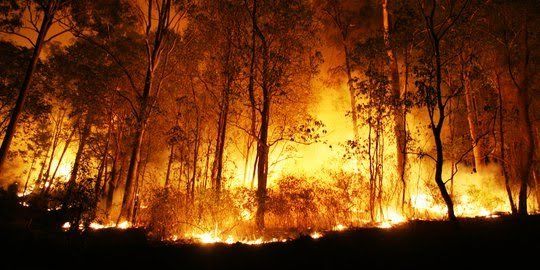 Untuk Kesekian Kalinya, Gubernur Riau Didesak Buka Data Perusahaan Pembakar Lahan