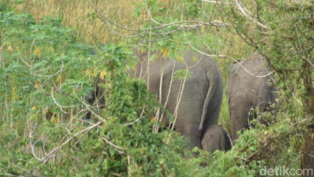 Gajah Sumatera Liar Lahirkan Bayi di Hutan Kecil Desa Balai Raja Bengkalis