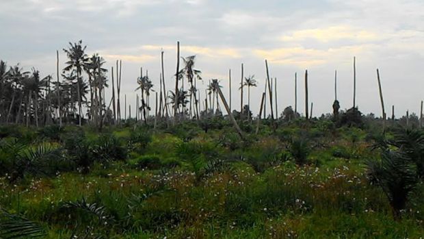 Janji PT Indogreen Mengganti Rugi Kerusakan Kebun Kelapa Masyarakat Sungai Bela Inhil Dianggap Hanya Tinggal Janji