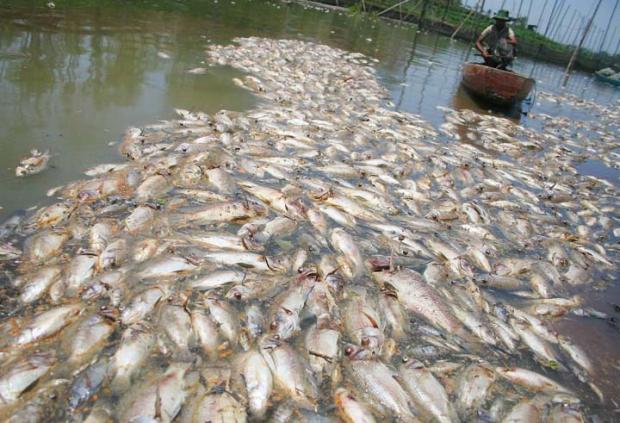 Ikan-ikan Anak Sungai Kampar di Desa Sering Pelalawan Mati Mendadak, Tercemar Limbah PT RAPP?