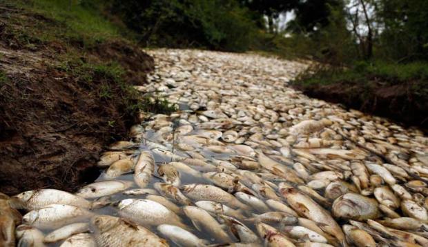 Banyak Ikan Mati di Kanal, RAPP Bilang Proses Pengolahan Air Limbah Memang Terhenti Pasca-Gangguan pada Pembangkit Listrik