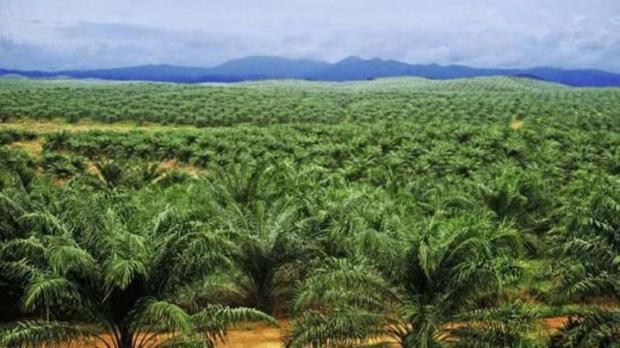 Kebun Sawit Perusahaan Masuk Kawasan Hutan Lindung, Masyarakat Bisa Gugat PT Runggu Prima Jaya