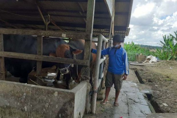 Si ”Gundul” Siap Dikurbankan di Hari Raya Idul Adha