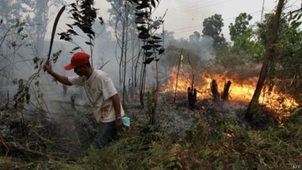 LSM Tuding Anak Perusahaan RAPP dan APRIL Terlibat Bakar Lahan di Riau, Presdir Tony Wenas: Sampai dengan saat ini, kita belum ada...”