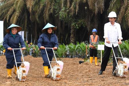 Dimulai dari Riau dan Sumsel, Presiden Jokowi Kucurkan Rp111,1 Miliar untuk Replanting Sawit
